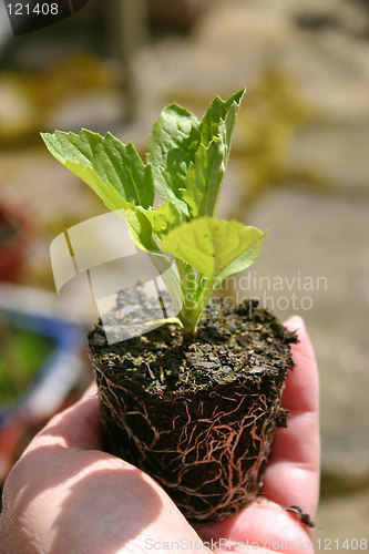 Image of young aster plant being held carefully