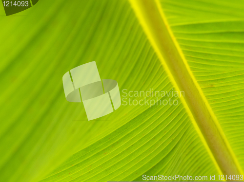 Image of Banana leaf