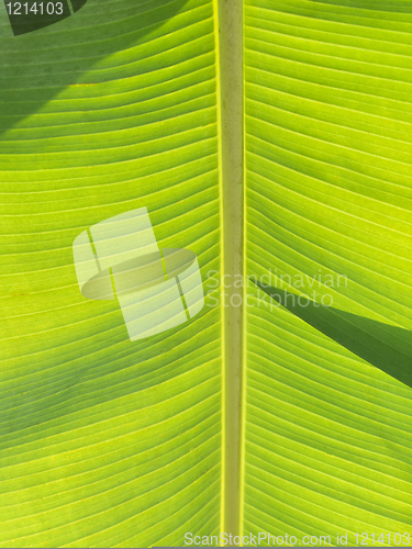 Image of Banana leaf