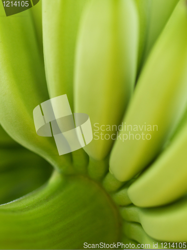 Image of Fresh bananas