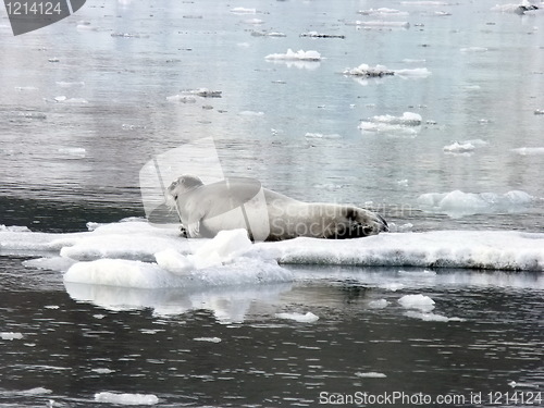 Image of Seal on ice floes