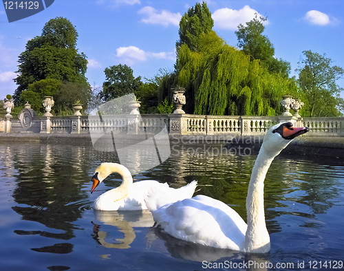 Image of Swans in a public park