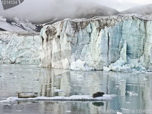 Image of Seals in artic sea