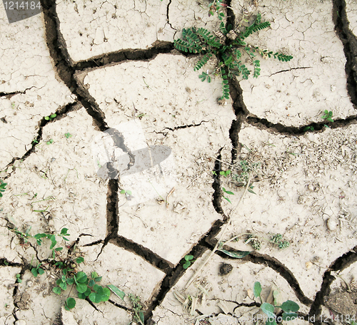 Image of Grass on the ground with fissures texture as ecocatastrophe back