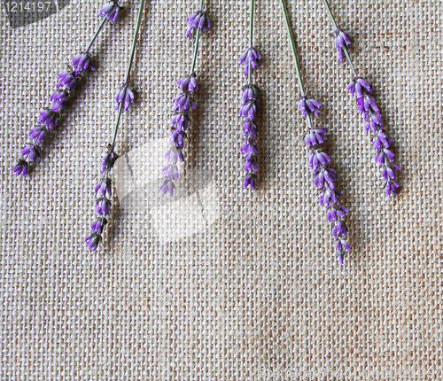 Image of Bunch of lilac lavender flowers on sackcloth 