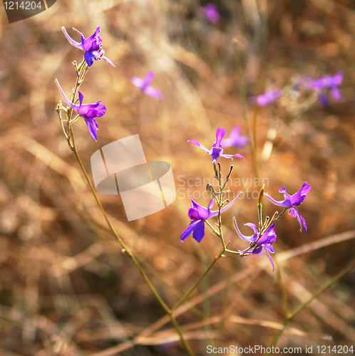 Image of Violet flowers in a field 