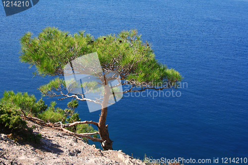 Image of Ukraine. Crimea. The Black Sea. Pine tree next to the sea