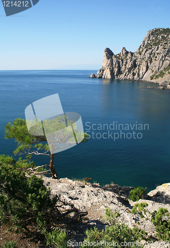 Image of The Black Sea. Pine tree next to the azure sea 