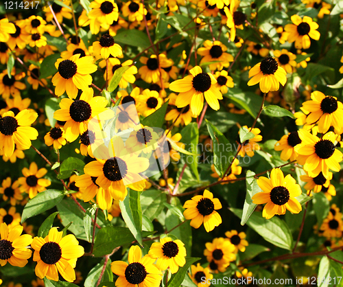 Image of Field of yellow flowers as background