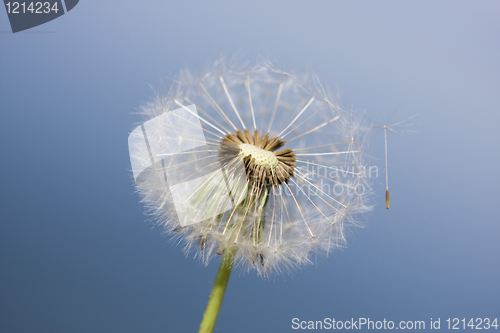 Image of Dandelion