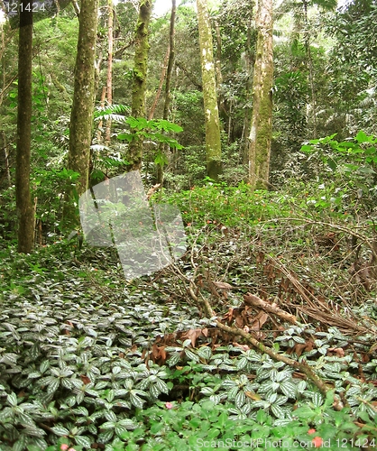 Image of Brazilian tropical forest