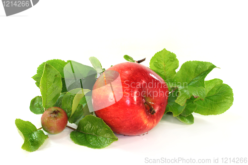 Image of Apples