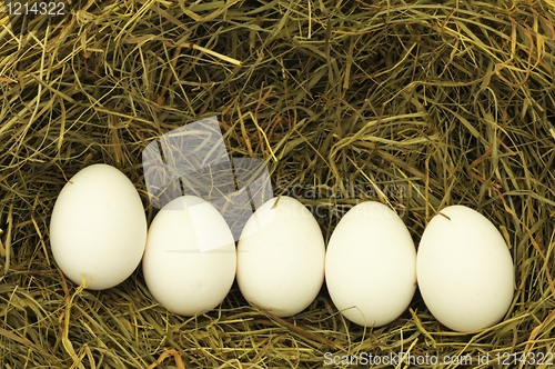 Image of blank egg in hey