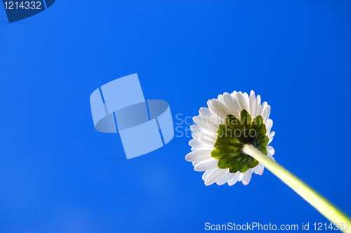 Image of daisy under blue sky