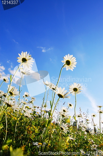 Image of flower in summer under blue sky