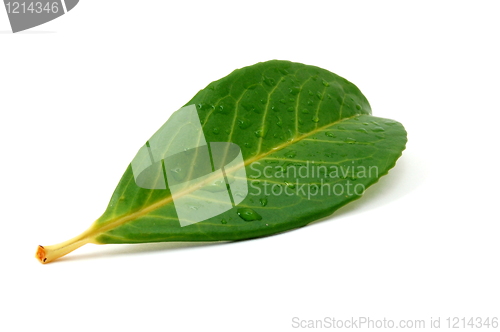 Image of leaf with water drops after rain