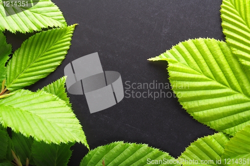 Image of leaf frame