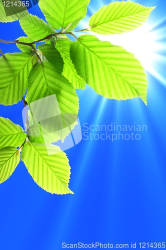 Image of leaf and copyspace