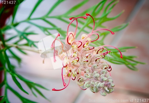 Image of Australian native grevillea