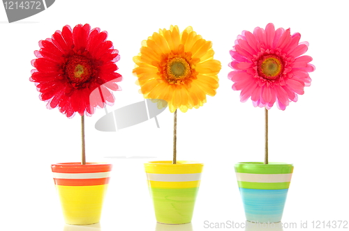 Image of happy flowers