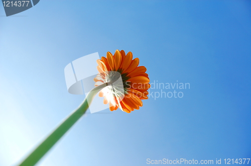 Image of Gerbera daisy