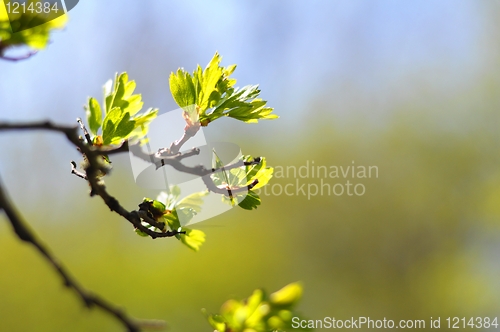 Image of summer nature 