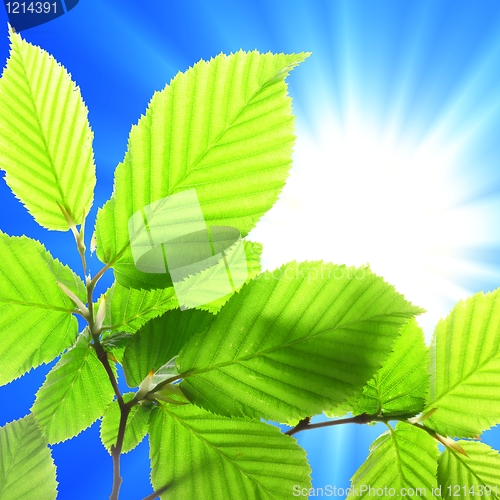 Image of leaf and copyspace