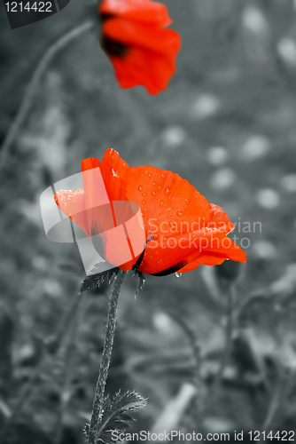 Image of Poppy