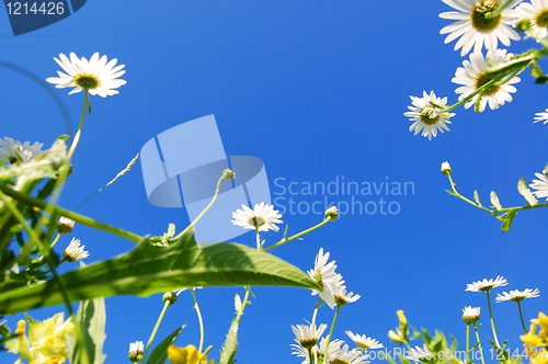 Image of daisy flower in summer with blue sky