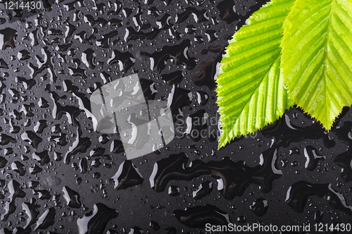 Image of leaf