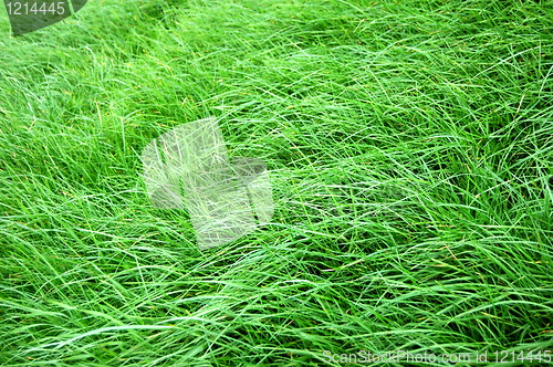 Image of grass texture