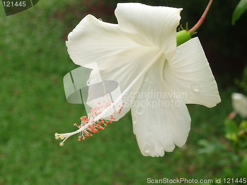 Image of white hibiscus