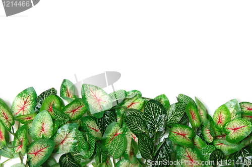 Image of border of leaves