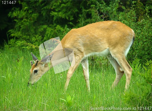 Image of whitetail deer