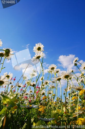 Image of flowers on meadow in summer