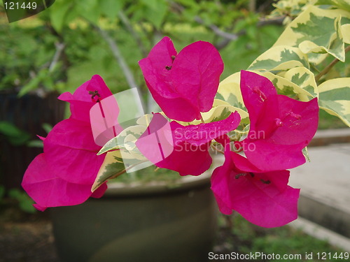 Image of red bougainvillea