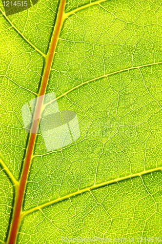 Image of structure and texture of green leaf