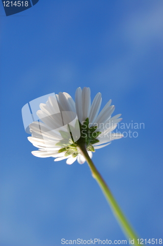 Image of daisy under blue sky