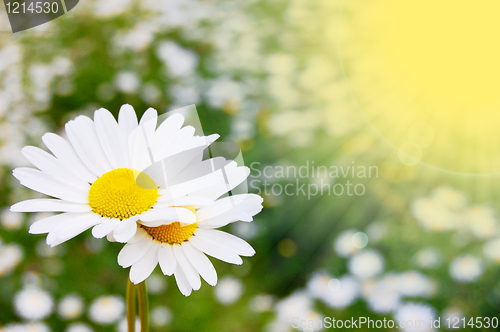 Image of daisy flower on a summer field