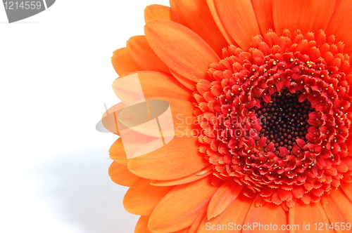 Image of isolated flower on white