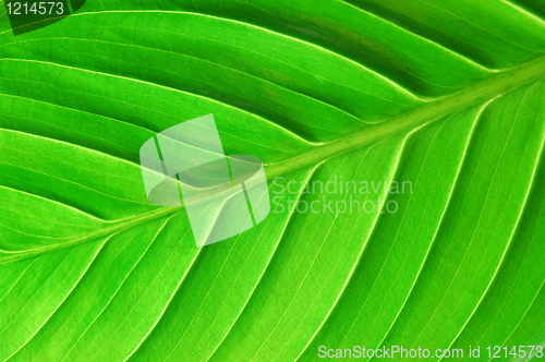 Image of structure of a leaf