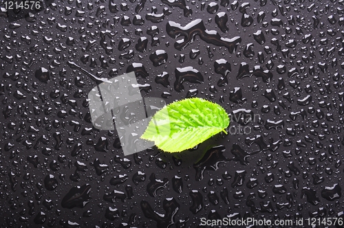 Image of leaf and black background