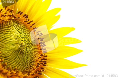Image of sunflower