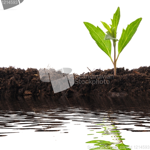Image of small plant