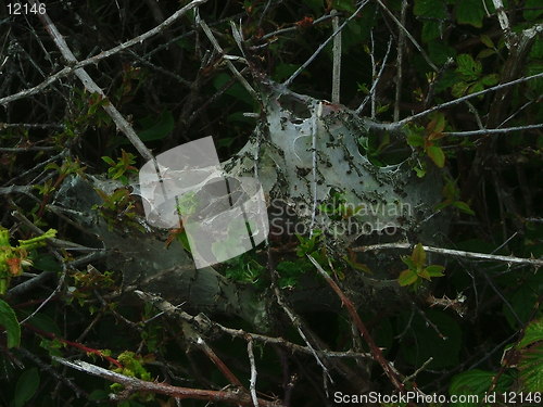 Image of spiderweb01