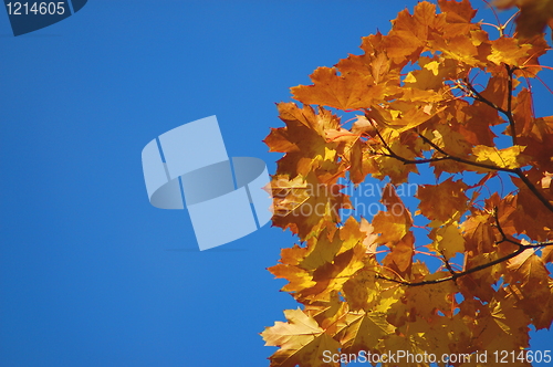 Image of Fall leaves