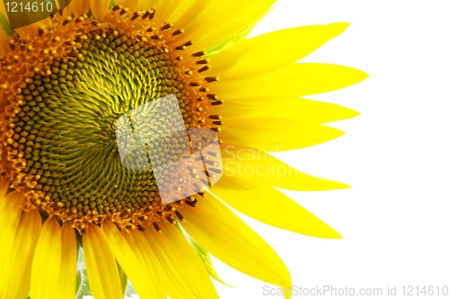 Image of sunflower