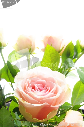 Image of rose flower