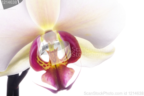 Image of orchid