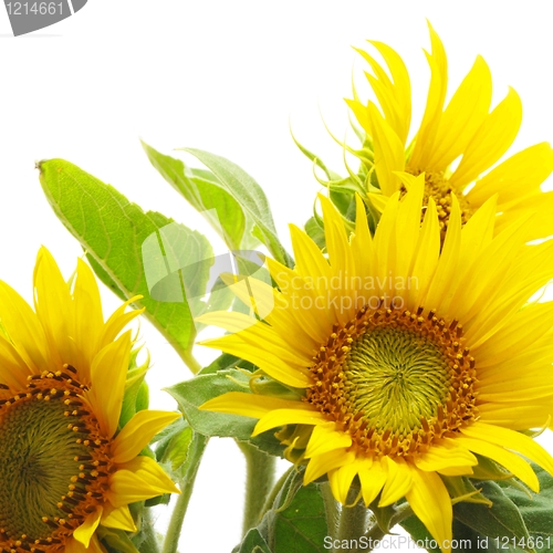 Image of sunflower